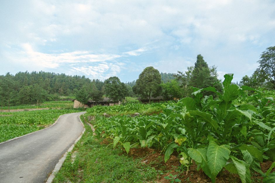 Scenic view of vibrant tobacco fields lining a countryside road in Enshi, Hubei, China.